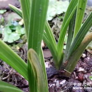 江苏连云港前三季度光伏发电并网运行情况【